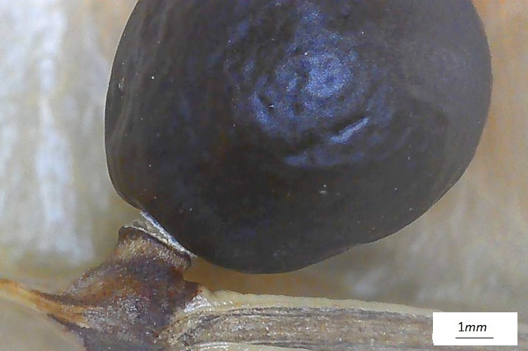 Koelreuteria paniculata, seme, microscopio.