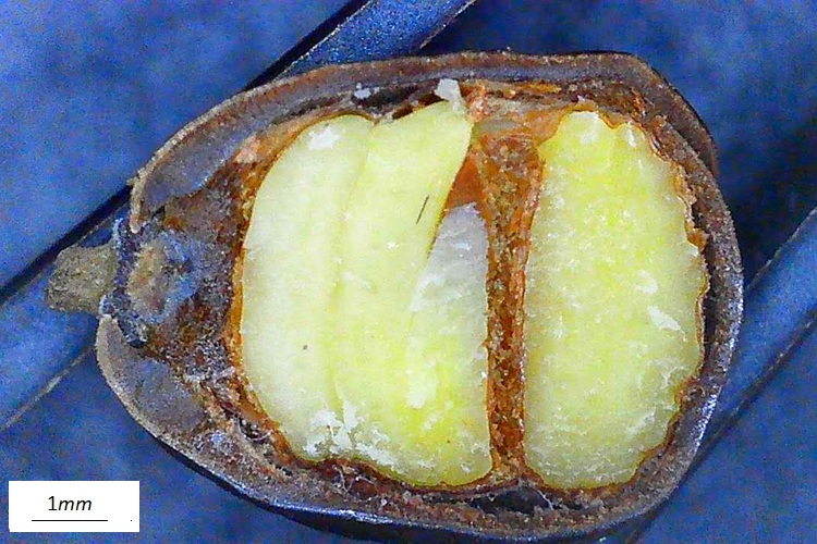Koelreuteria paniculata, seme sezione, microscopio.