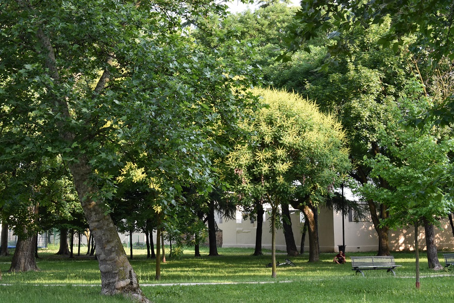 Koeleuteria paniculata Milkovich