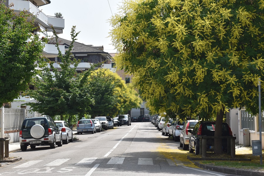 Koelreuteria paniculata Filare2