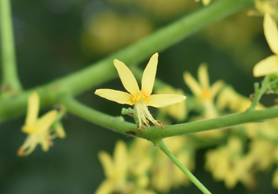 Koelreuteria paniculata fiore0