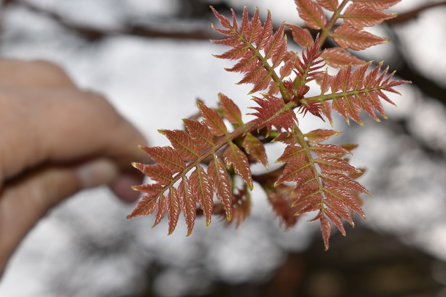 Koelreuteria paniculata foglia 3