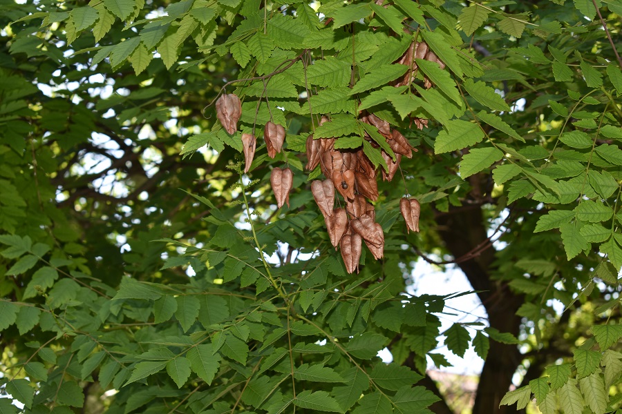 Koelreuteria paniculata frutti5
