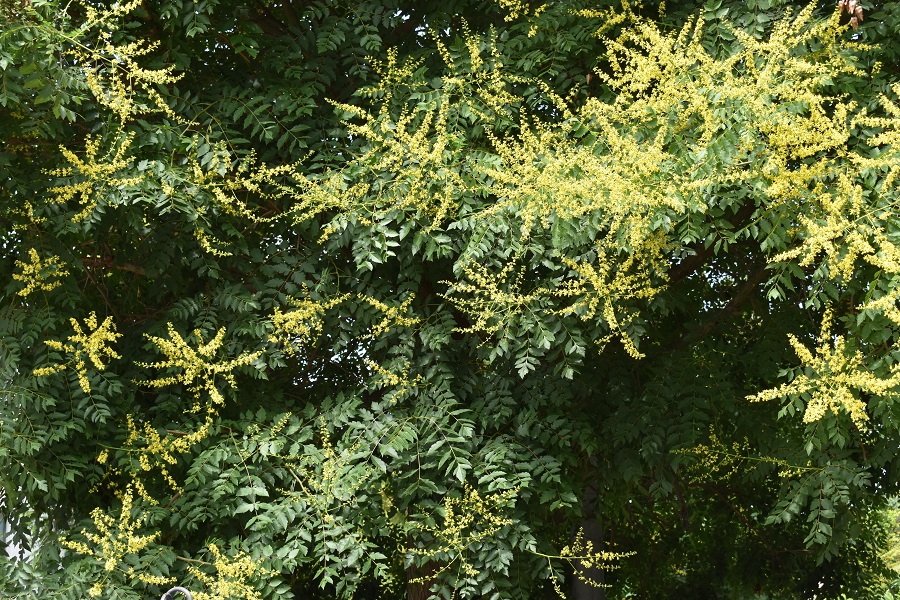 Koelreuteria paniculata S M Vanzo 2