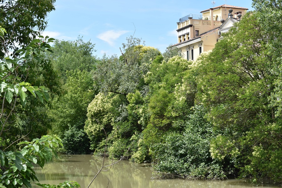 Ligustrum Argine Paleopaca 2