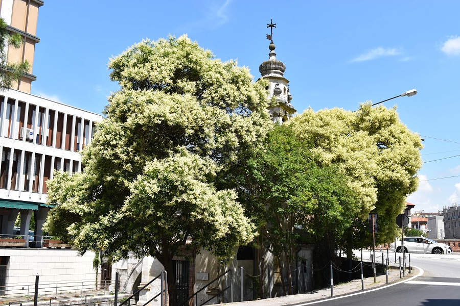 Ligustrum P Contarine 1