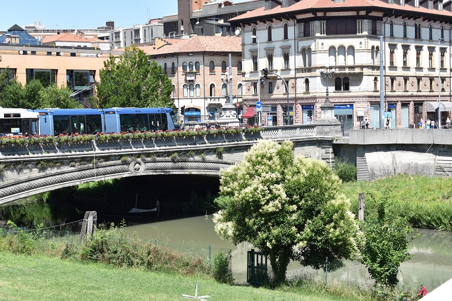 Ligustrum Ponte del Popolo