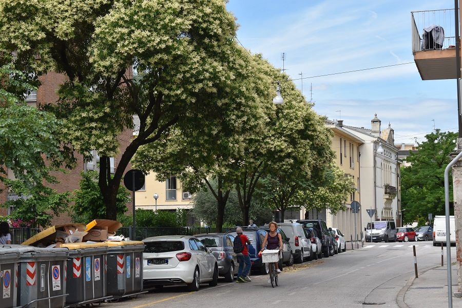 Ligustrum Via Acquette