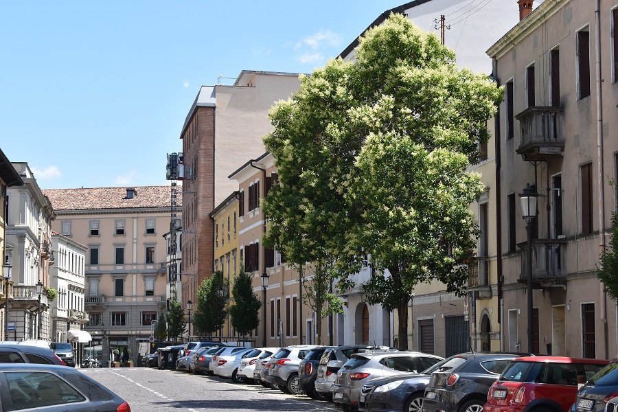 Ligustrum Via XX Settembre 2