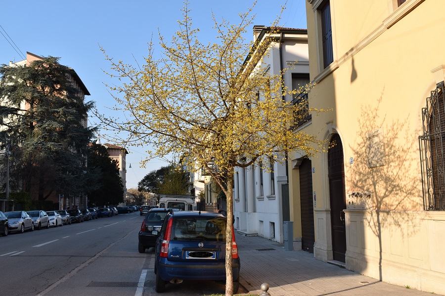 Cornus mas 6 Mar18