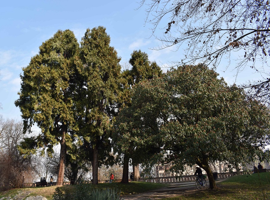 Libocedro decurrens 17 Feb18