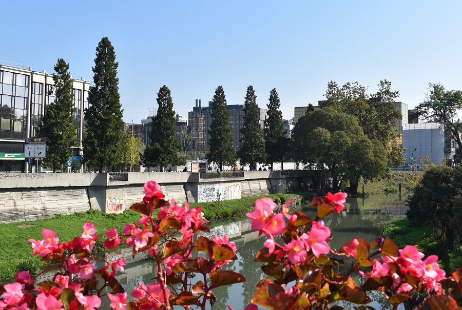 Libocedrus decurrens 23 Ott18