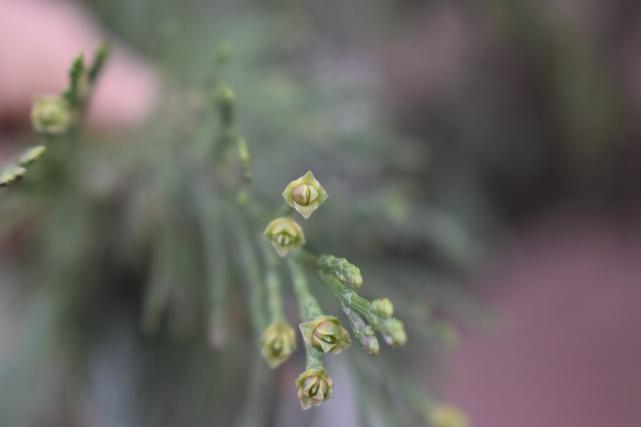 Libocedrus decurrens 7 Feb18