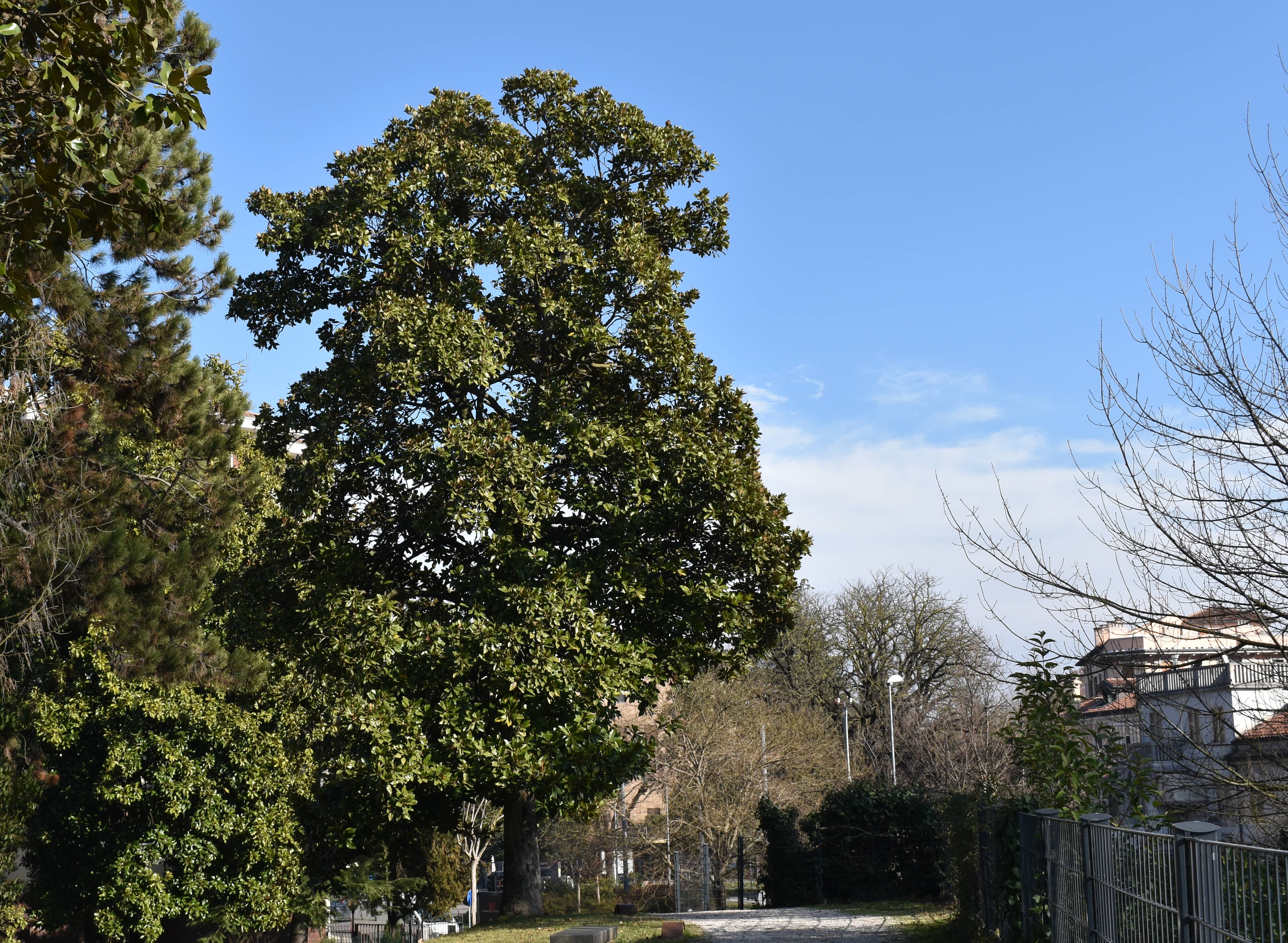 Magnolia grandiflora 1 Gen18