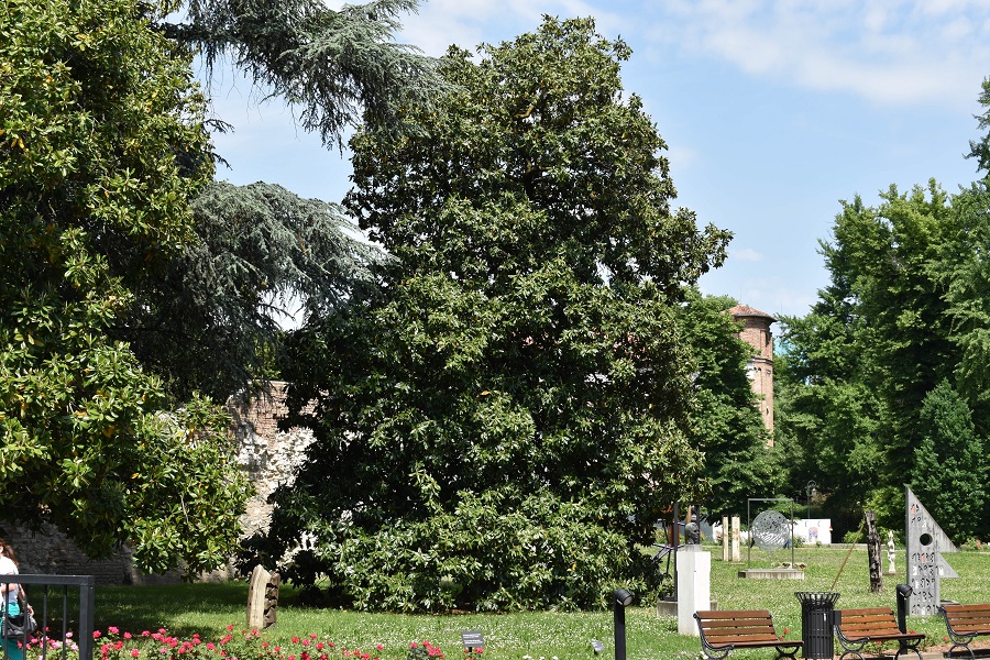 Magnolia grandiflora 1a Mag18