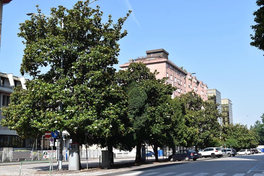 Magnolia grandiflora 5 Giu18