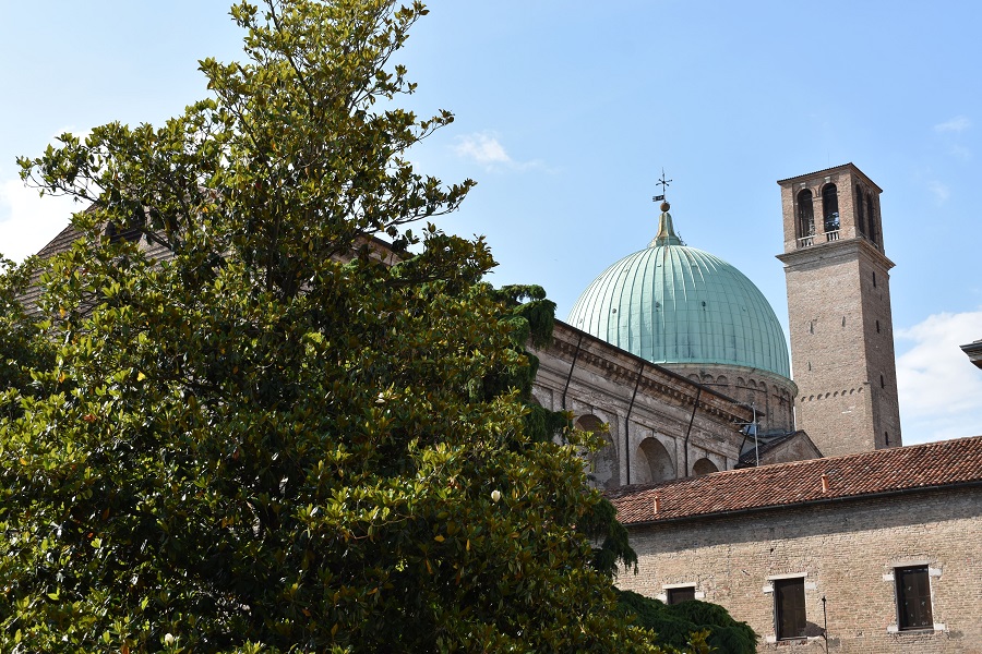 Magnolia grandiflora Carmine