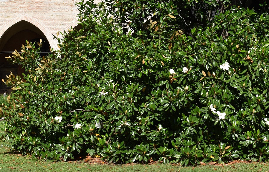 Magnolia grandiflora fiori