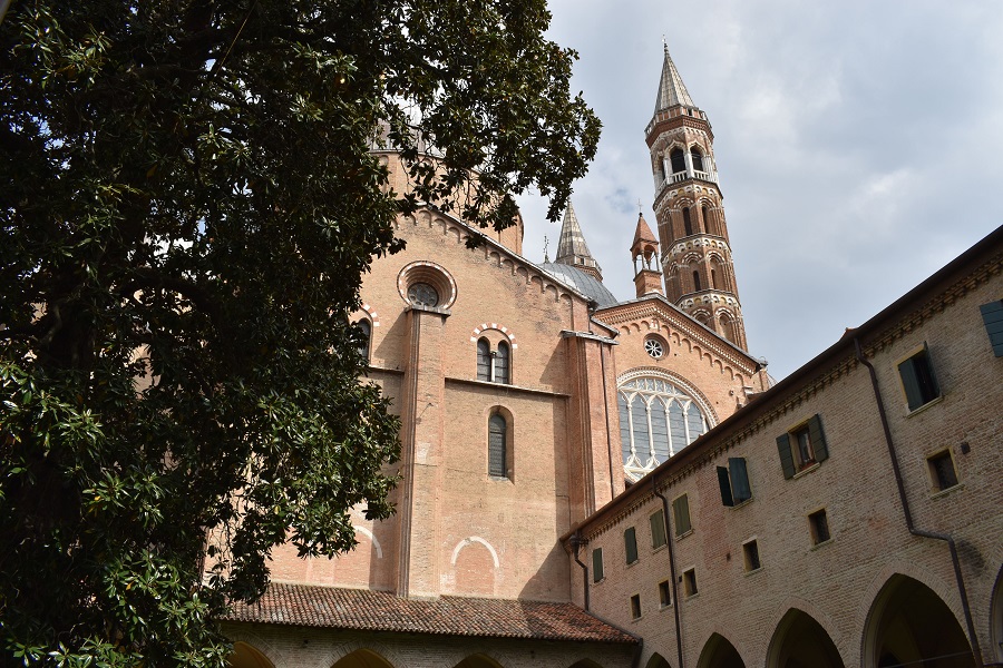 Magnolia grandiflora Santo