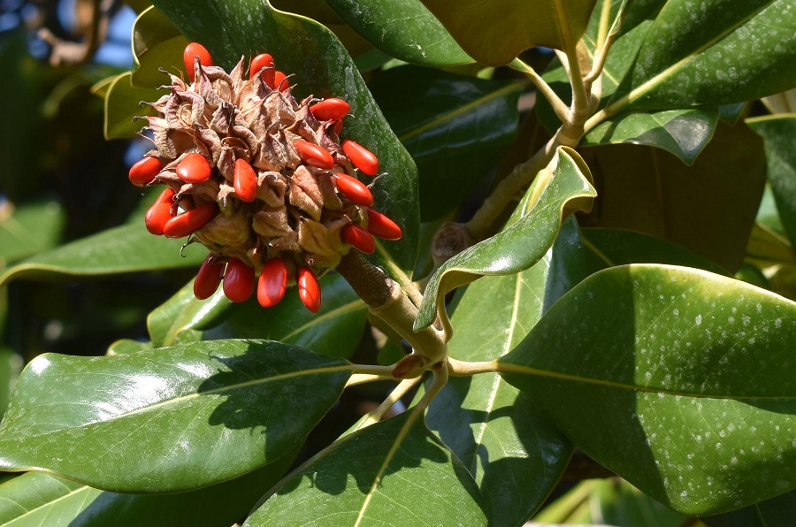 Magnolia grandiflora semi