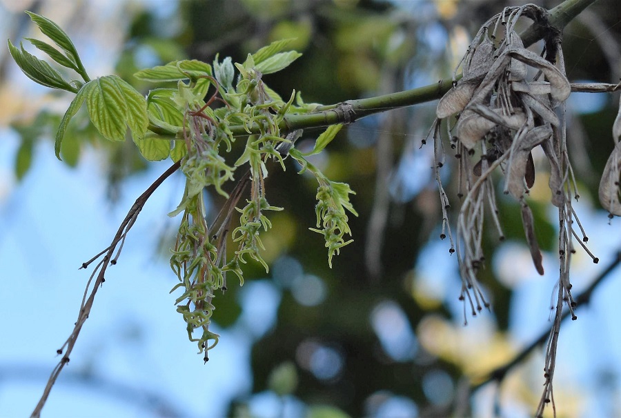 12 Acer negundo 3 Apr18