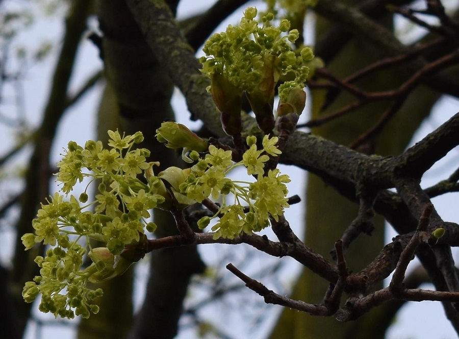 4a Acer platanoides 4 Mar18