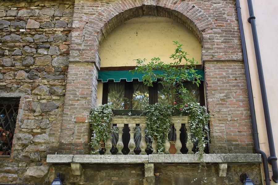 5 Ficus beniamina Ott18