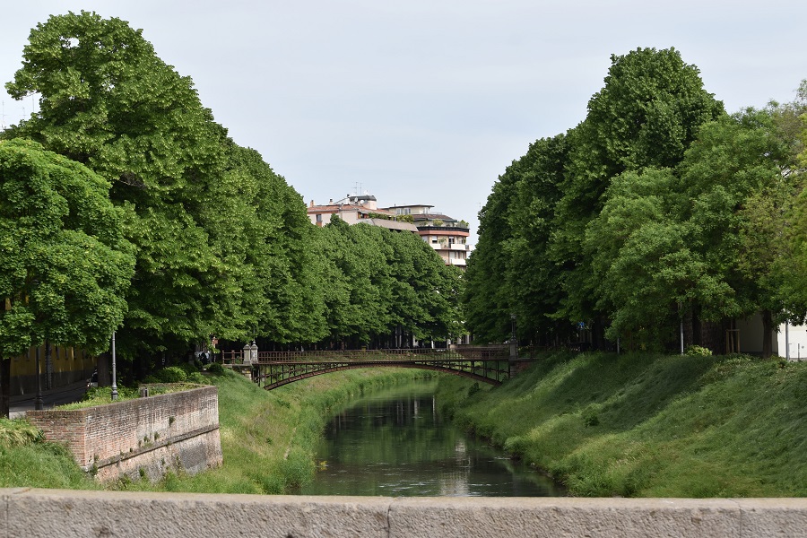 5 Tilia x europaea Riv San Benedetto 1 Mag18