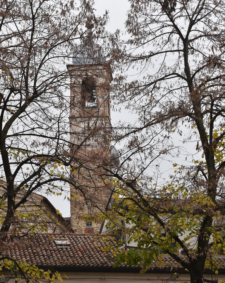 6b1 Tilia x europaea Nov18