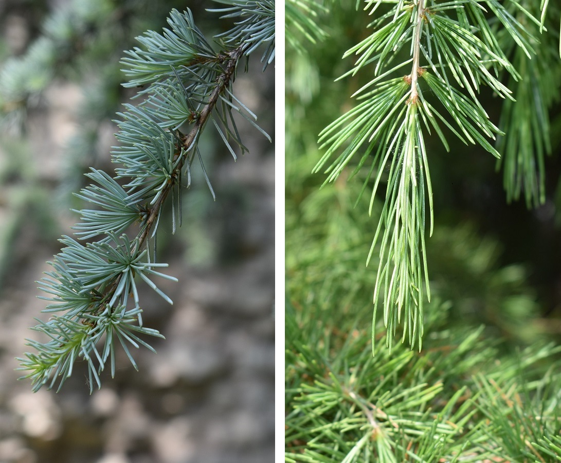 Cedrus atlantica foglia3