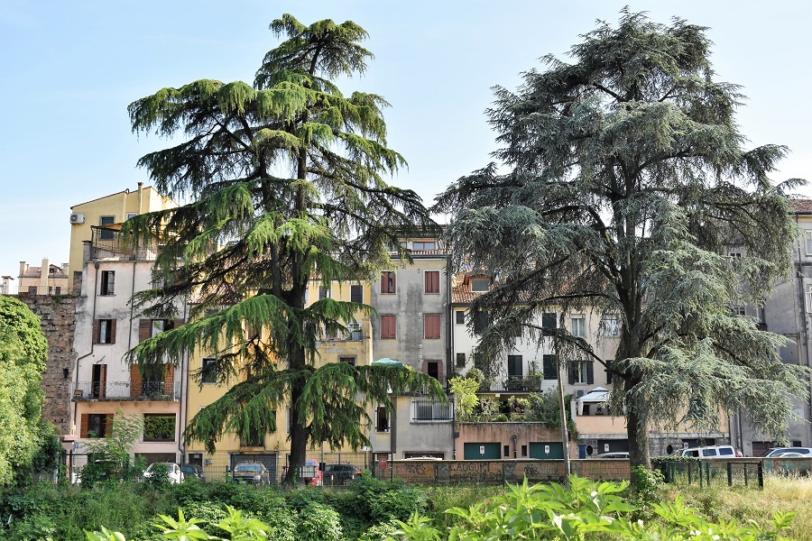 C atlantica C deodara Port Molino