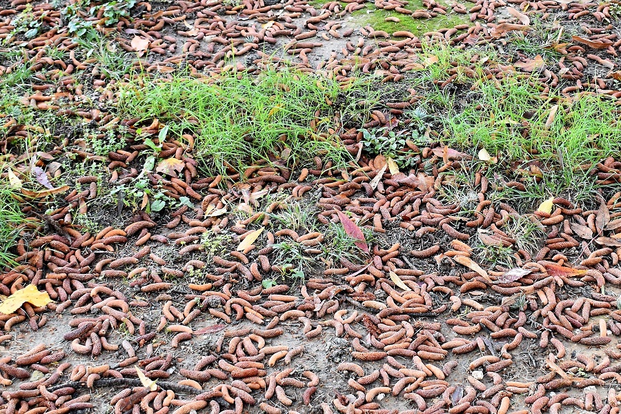 Cedrus atlantica Busonera