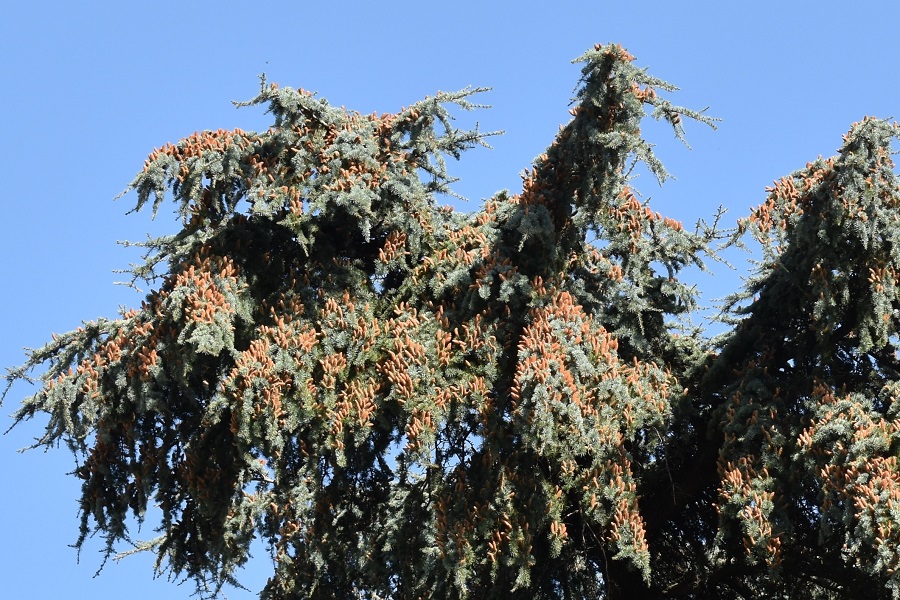 Cedrus atlantica fiori 2