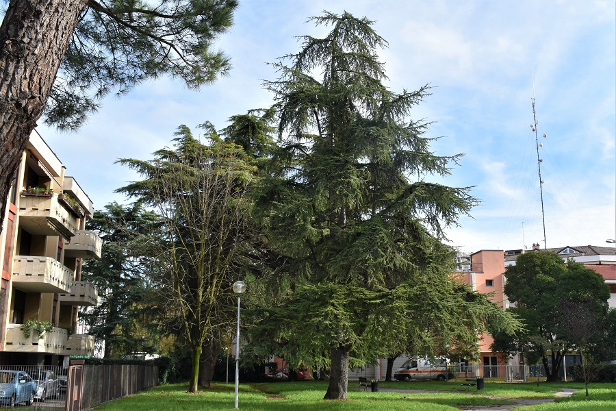 Cedrus atlantica Nazaret 1