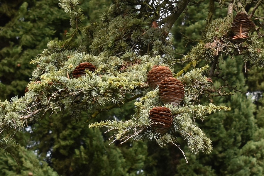 Cedrus atlantica Nazaret 2