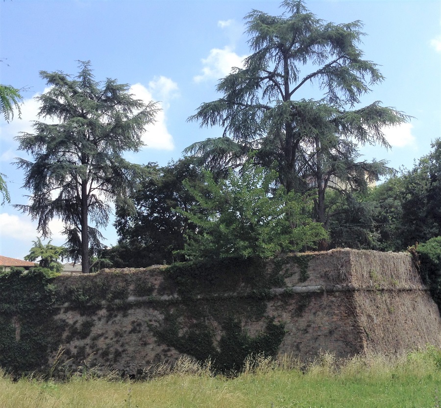 Cedrus atlantica Savonarola