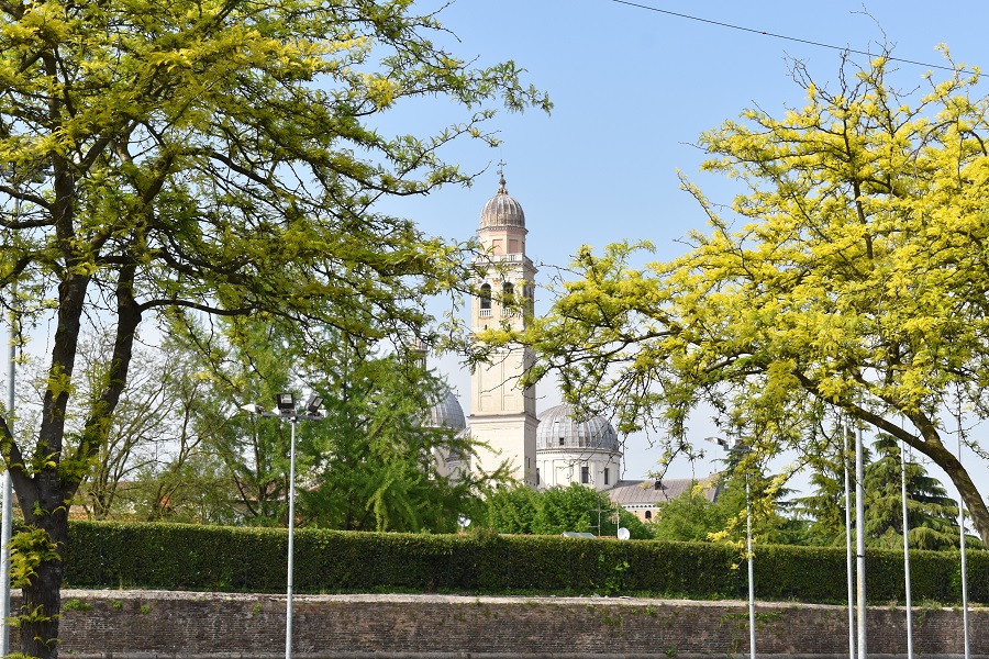 Gleditsia triacanthos inerme Apr18
