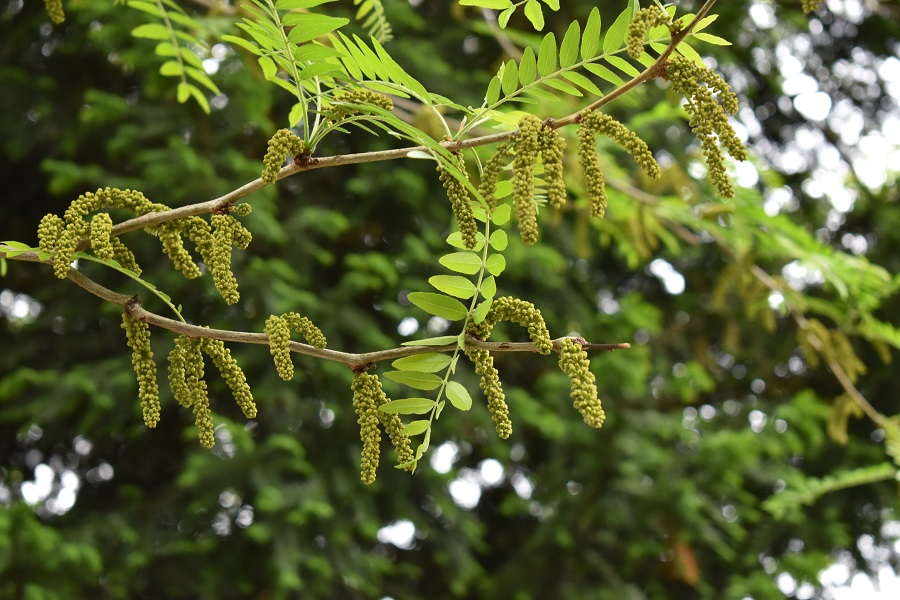 Gleditsia triacanthos inerme fiori 2