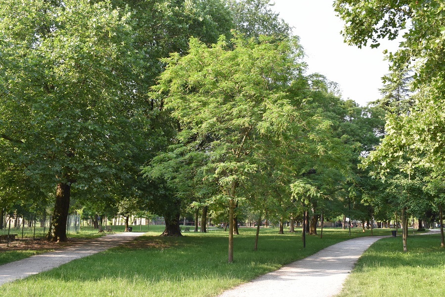Gleditsia triachantos inerme Giugno