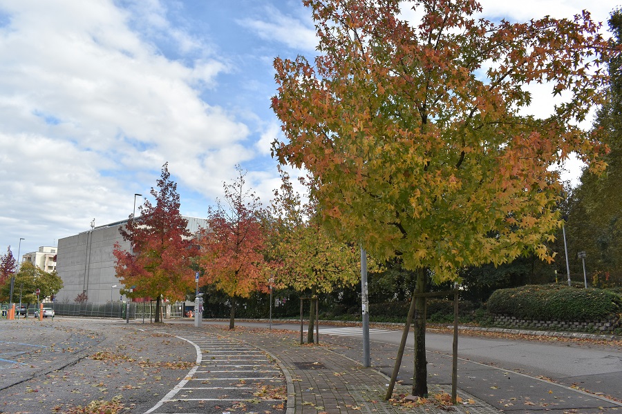 Liquidambar styraciflua T Archimede