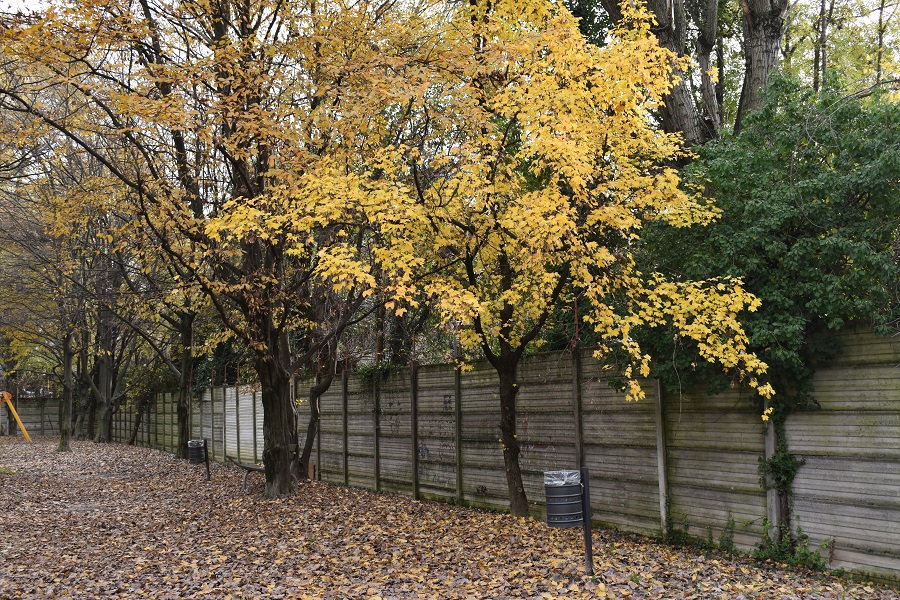 Acer campestre autunno 3