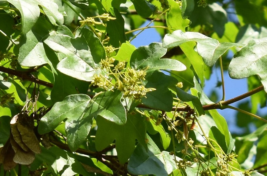 Acer campestre fiore 1