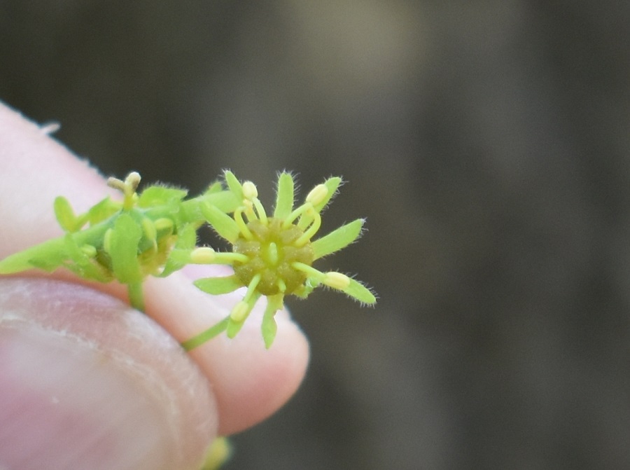 Acer campestre fiore 3