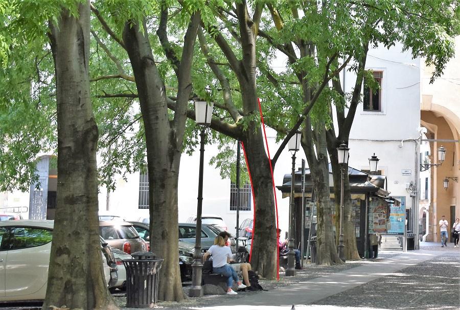 Celtis Capitaniato 8