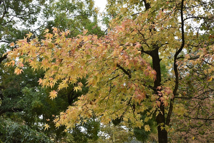 Liquidambar styraciflua Cavalleggeri