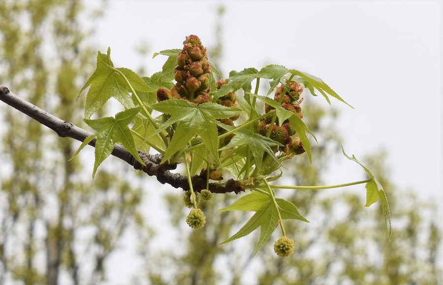 Liquidambar styraciflua fiore 2