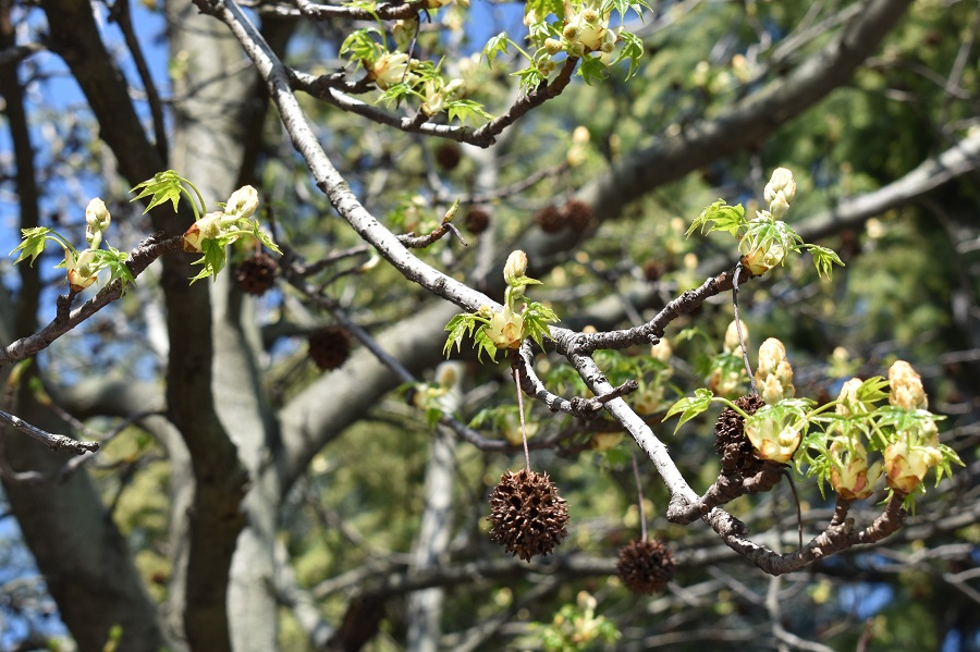 Liquidambar styraciflua fiore 4