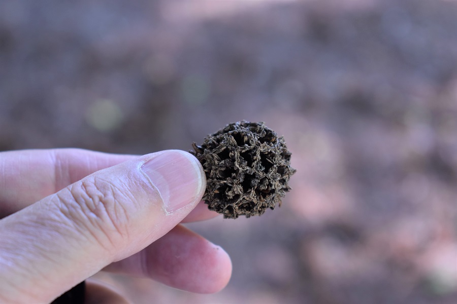 Liquidambar styraciflua frutto 3