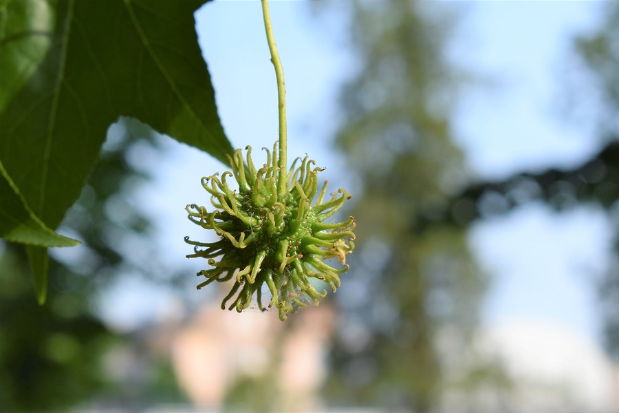 Liquidambar styraciflua frutto 4