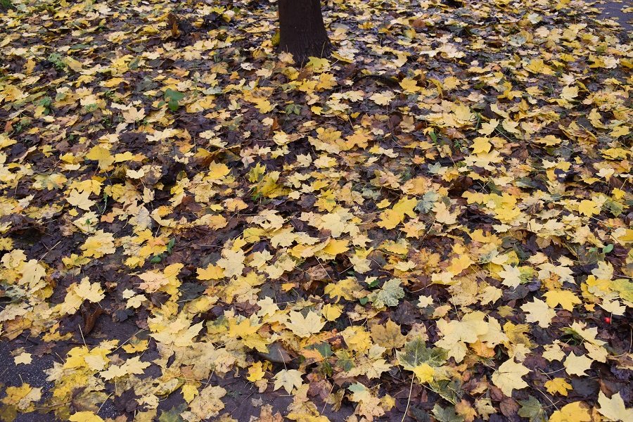 Piazza Delia Acero riccio 2